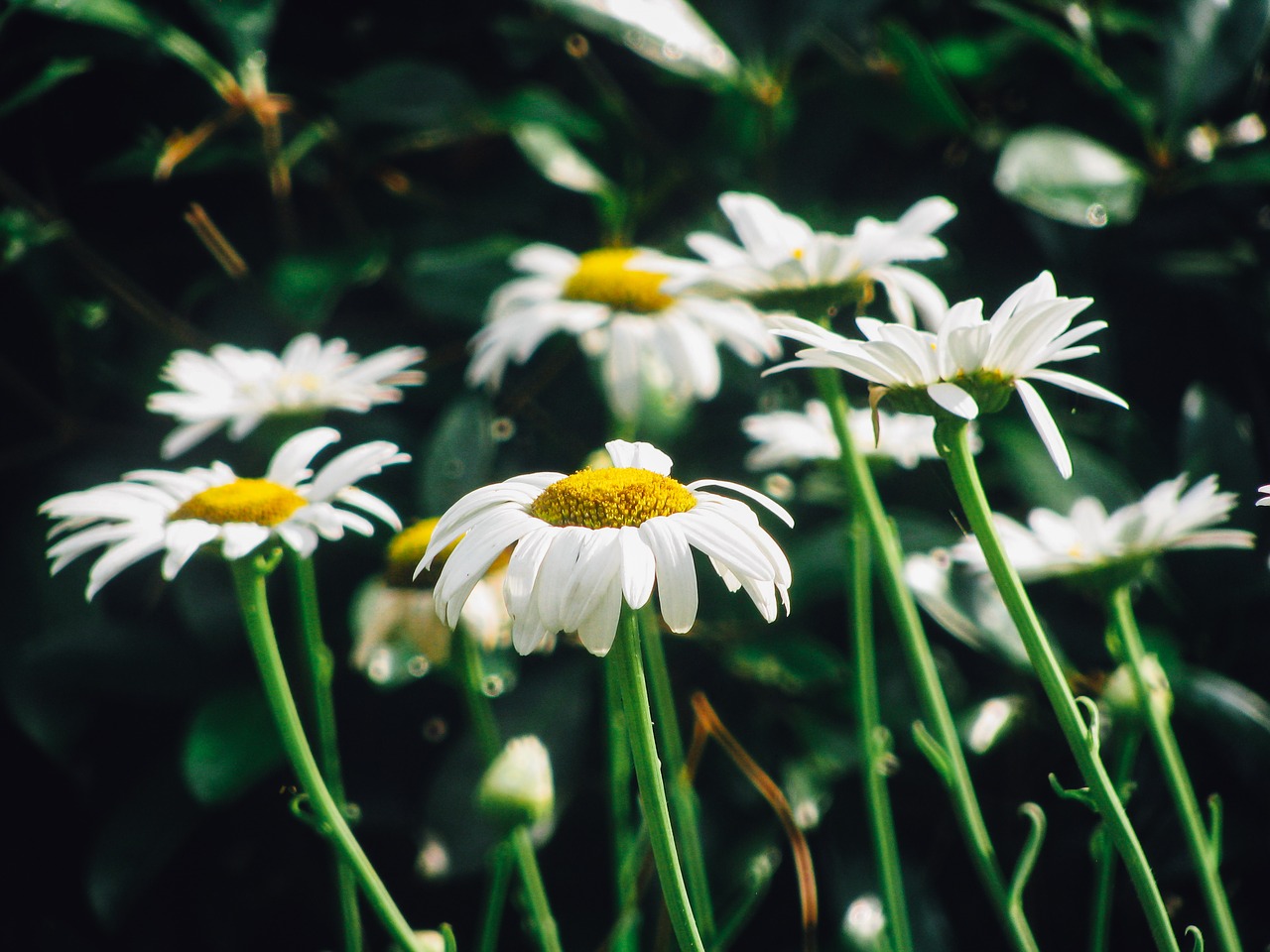 daisy daisies flowers free photo