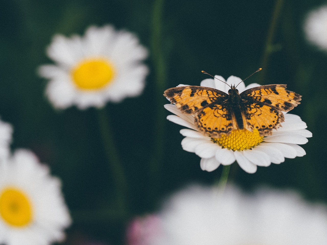 daisy daisies flowers free photo