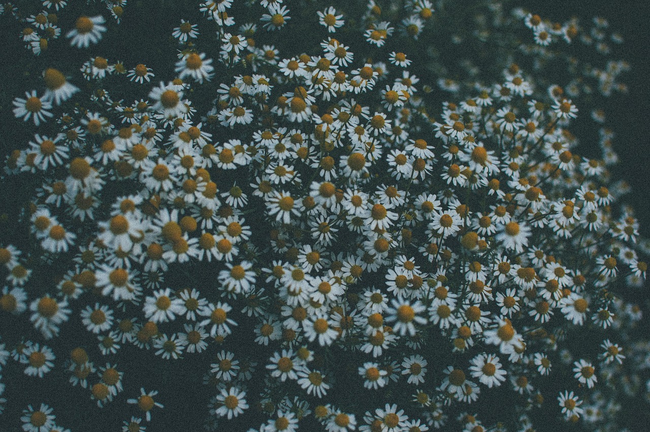 daisy daisies flowers free photo