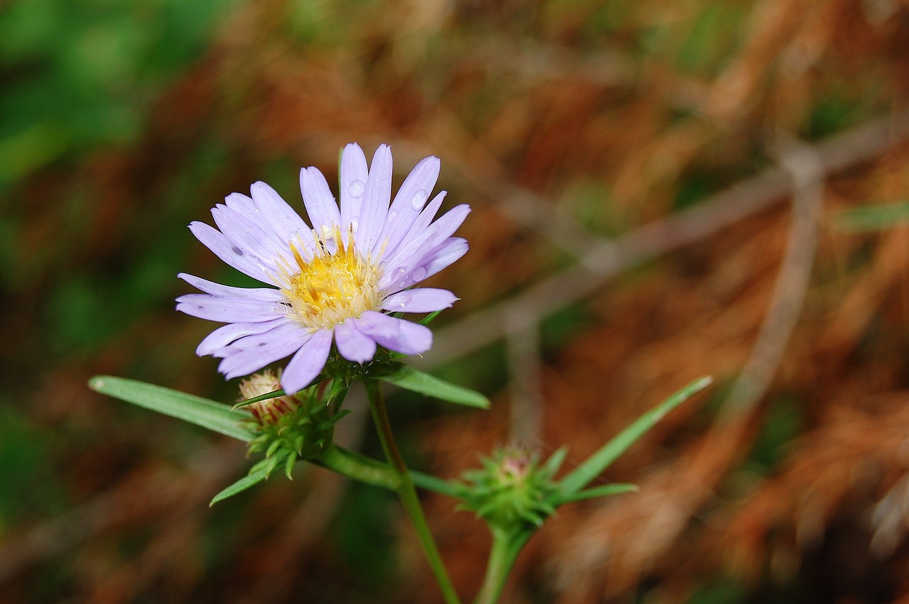 daisy flower floral free photo