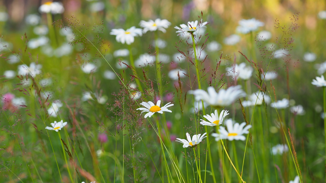 daisy meadow flower free photo