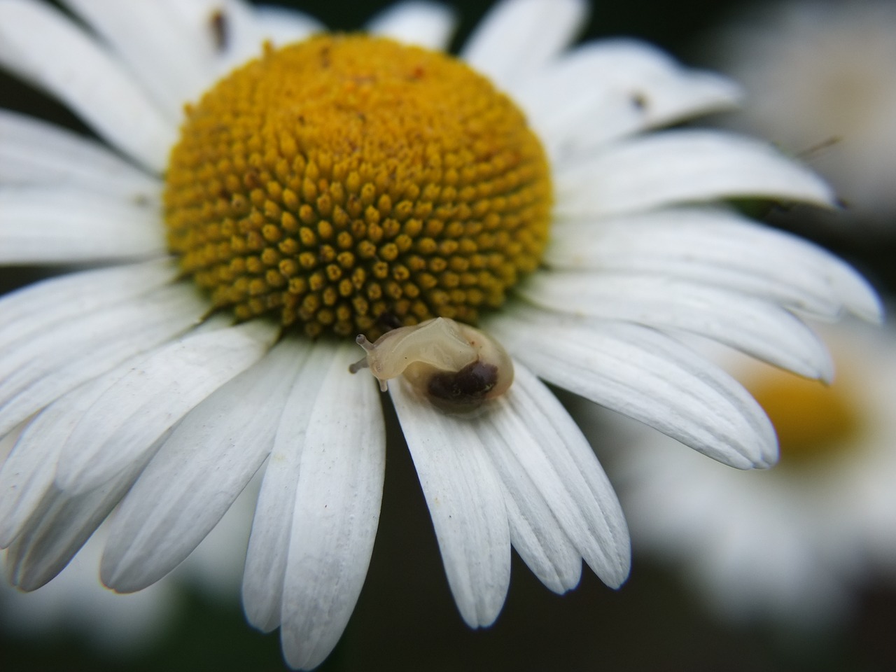 daisy snail dancing free photo