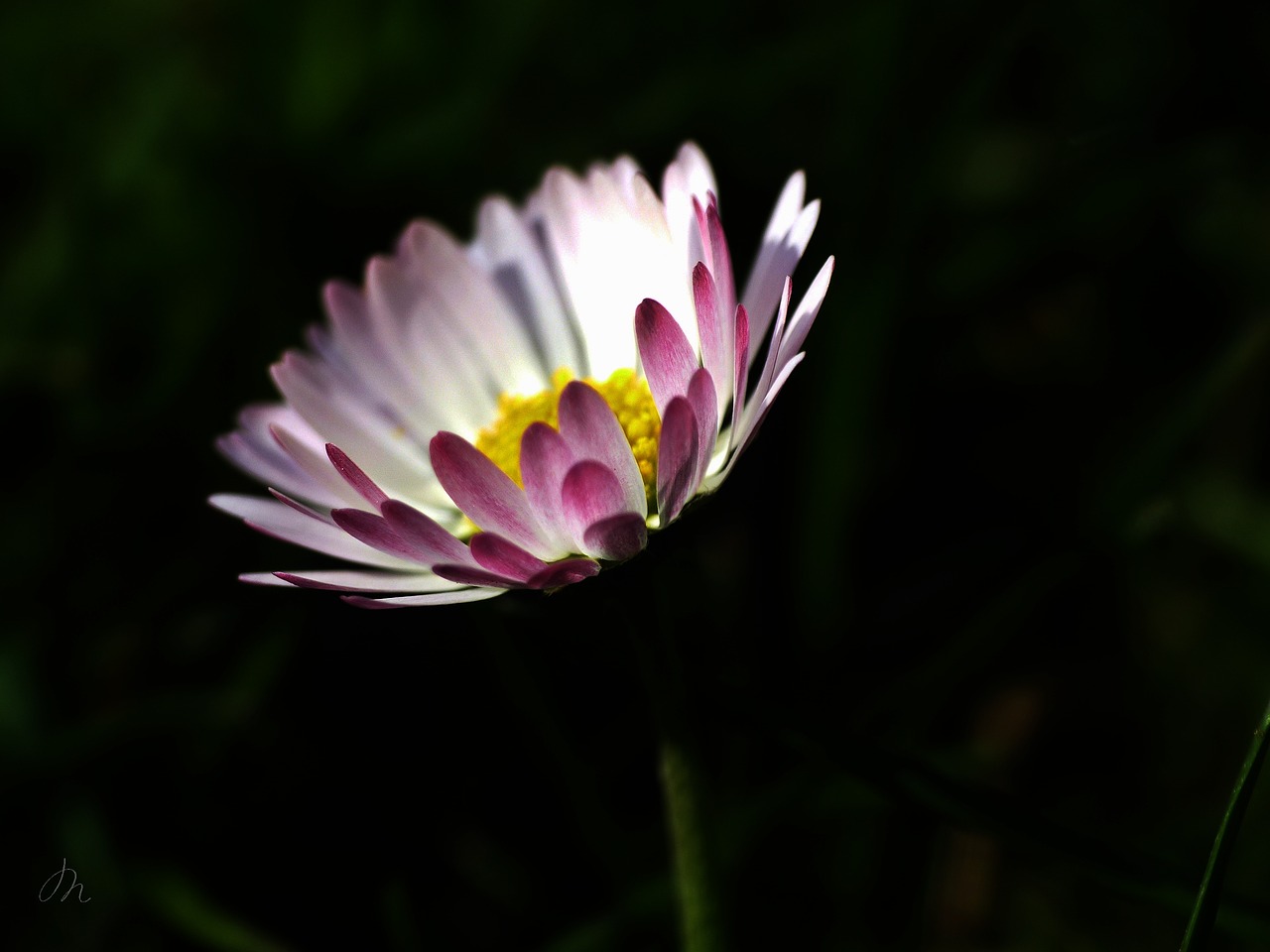 daisy nature blossom free photo