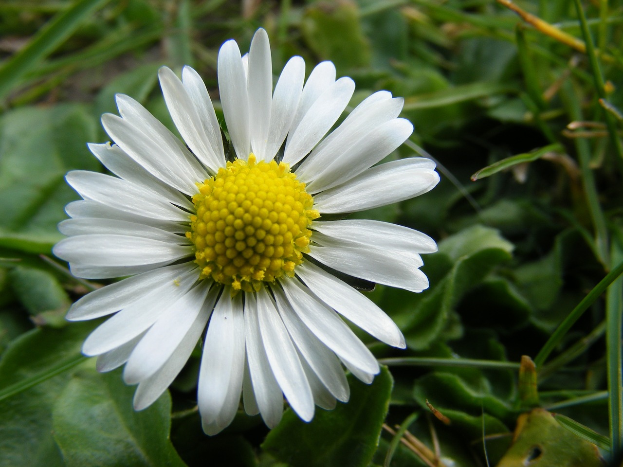 daisy meadow nature free photo