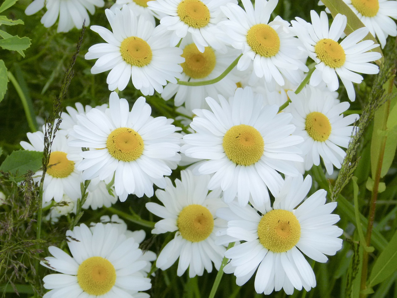 daisy bunch flowers free photo