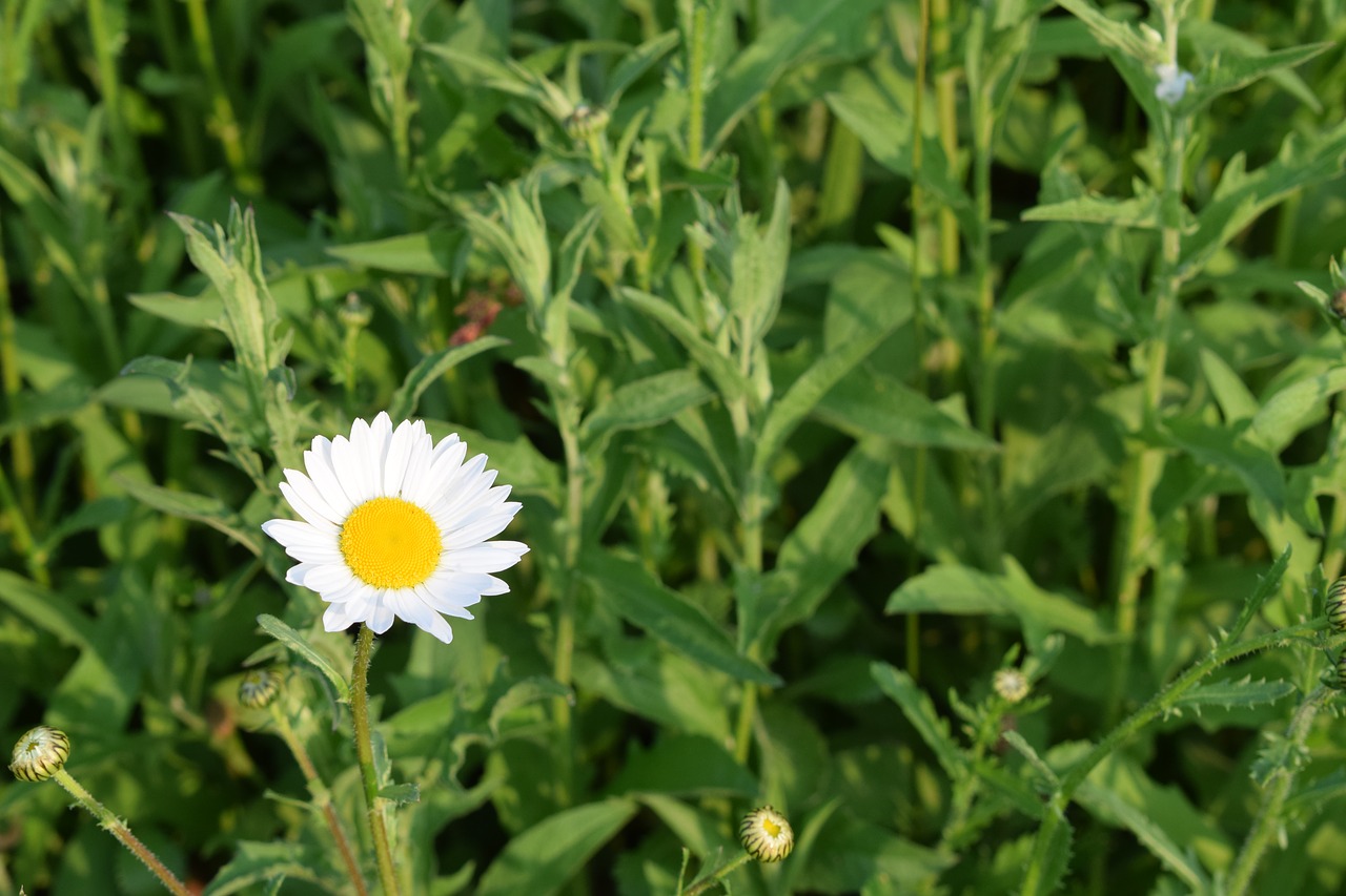 Daisy leaves. Daisy Leaf. Daisy leaves история видео.