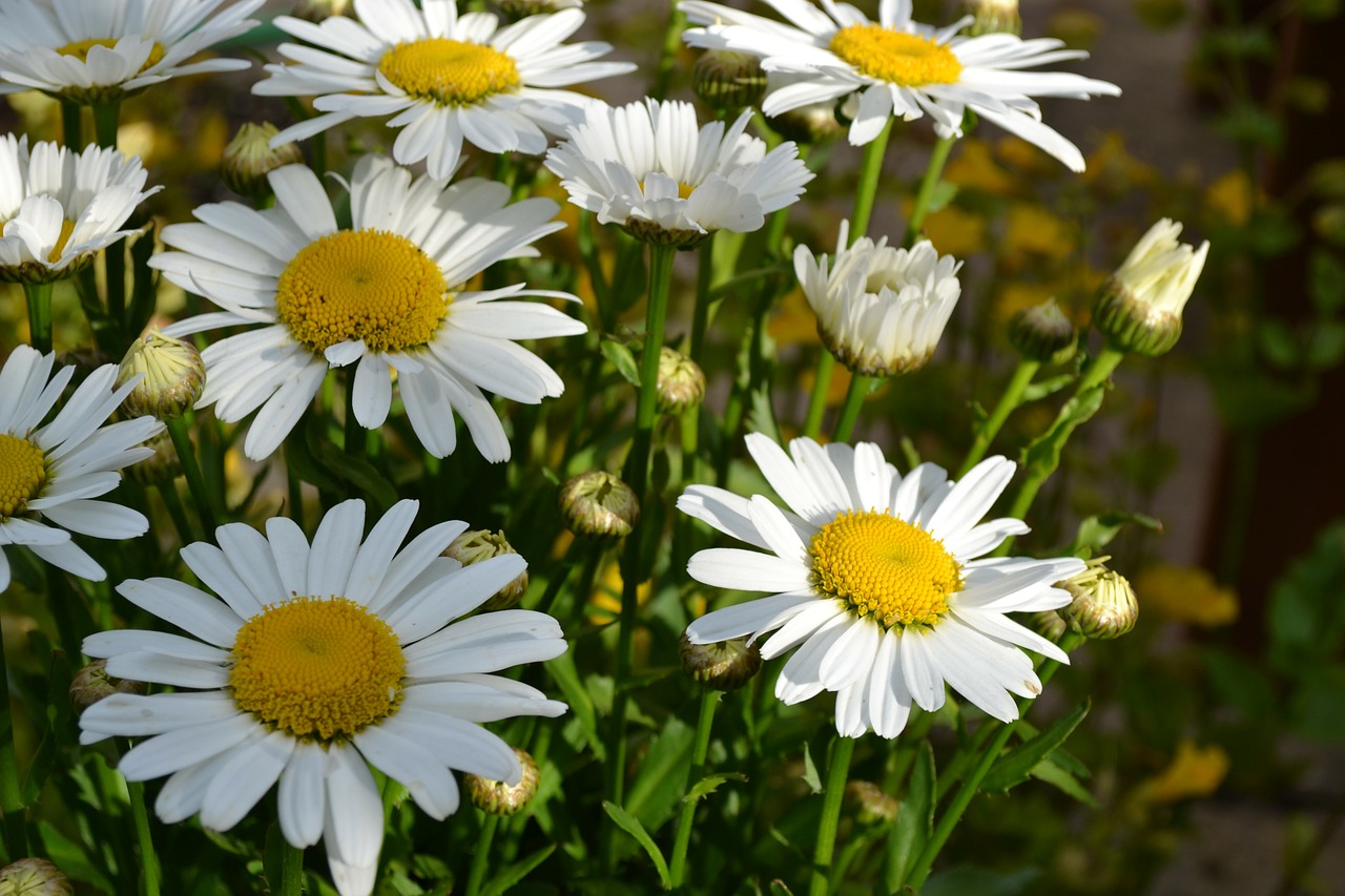 daisy flowers white free photo