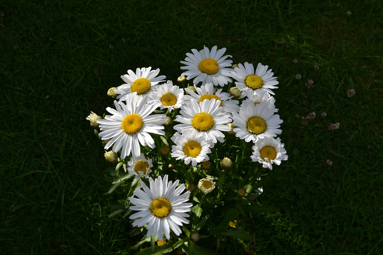 daisy daisies flower free photo