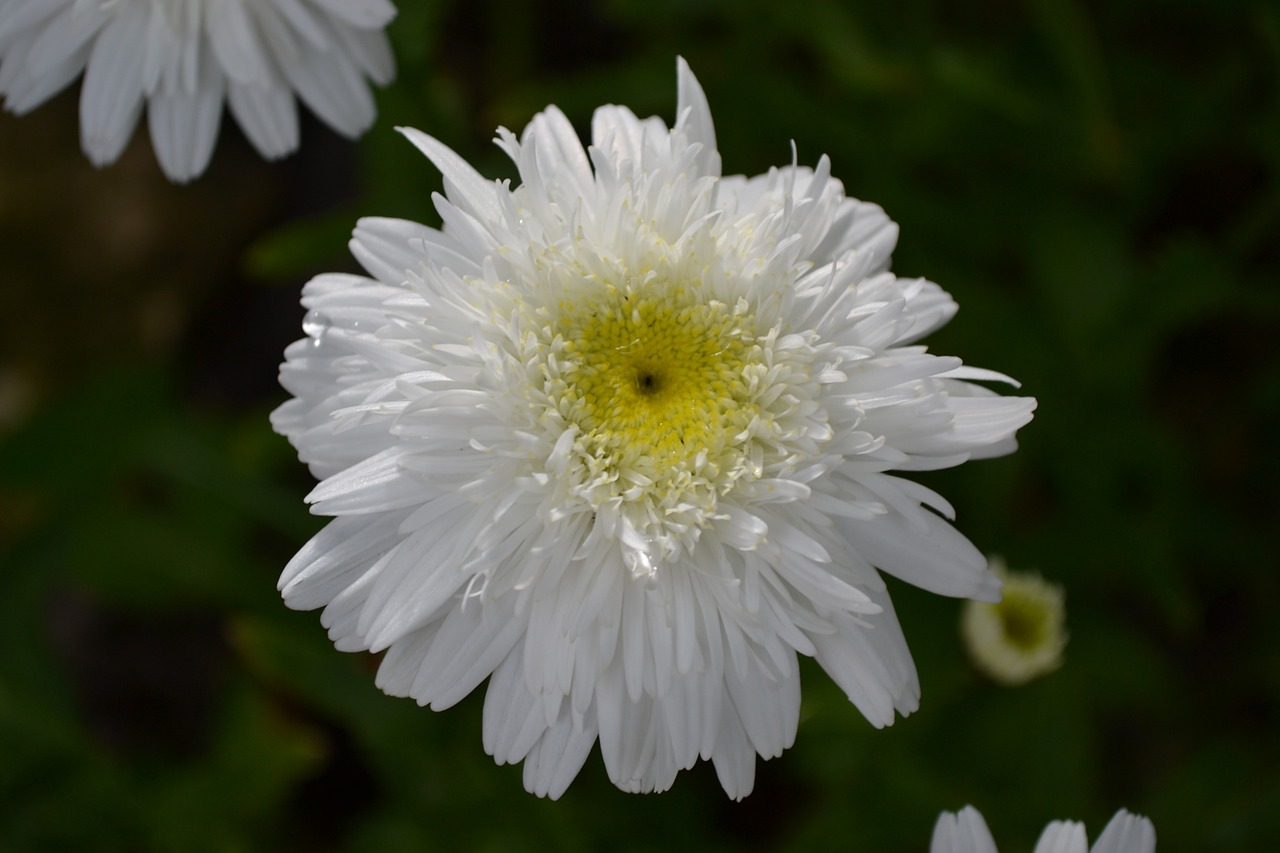 daisy white flower free photo