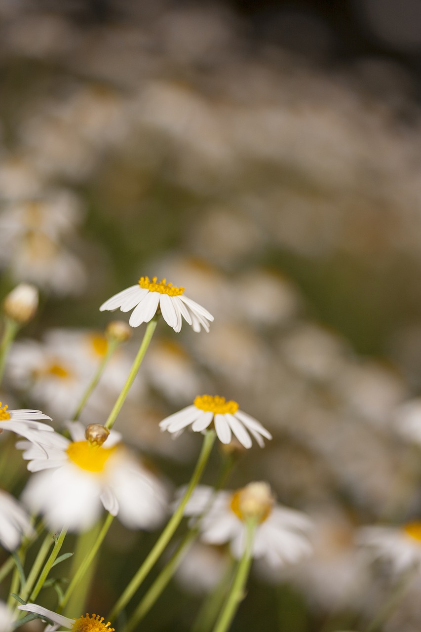 daisy flower love free photo