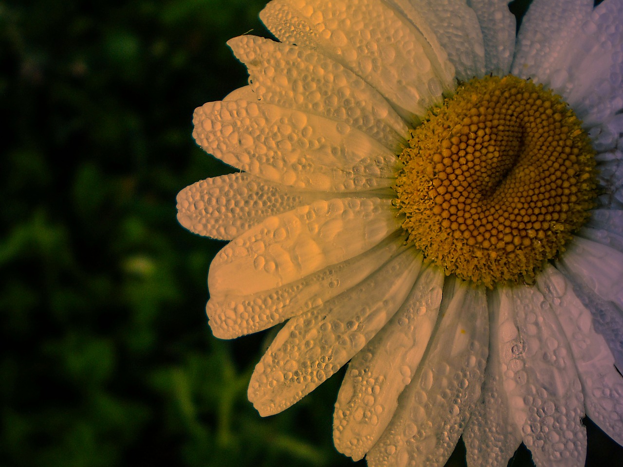 daisy detail wet free photo