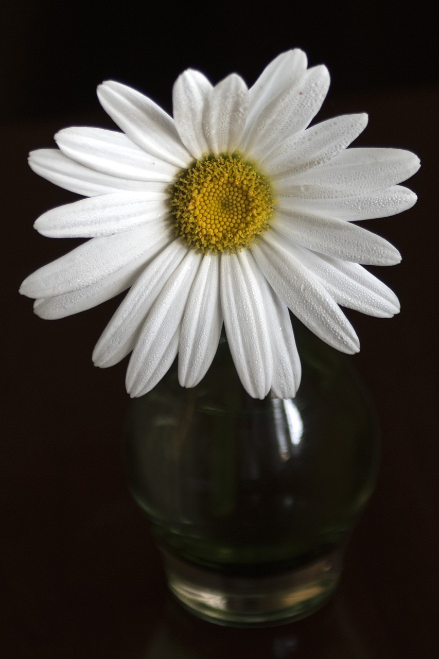 daisy flower white free photo