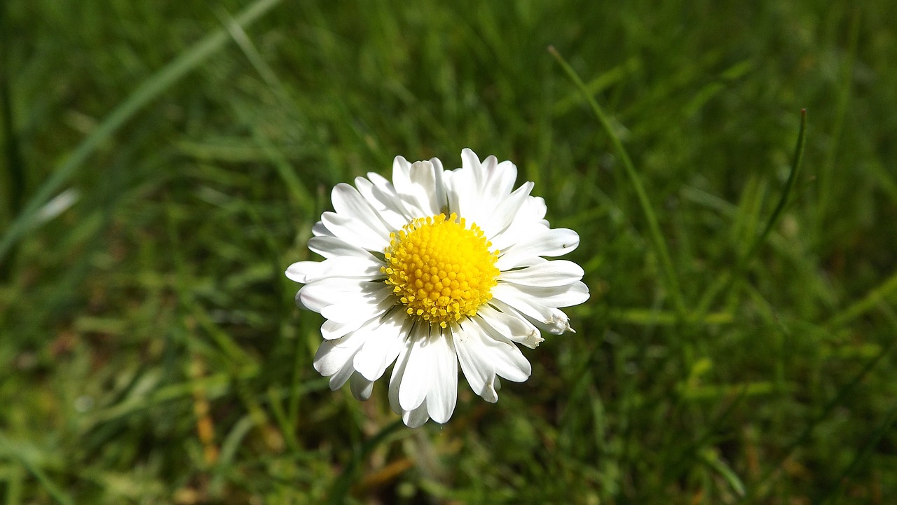daisy flower meadow free photo