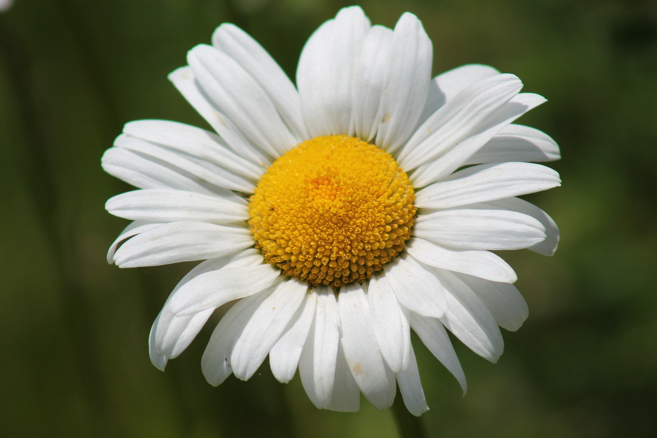 daisy flower spring free photo