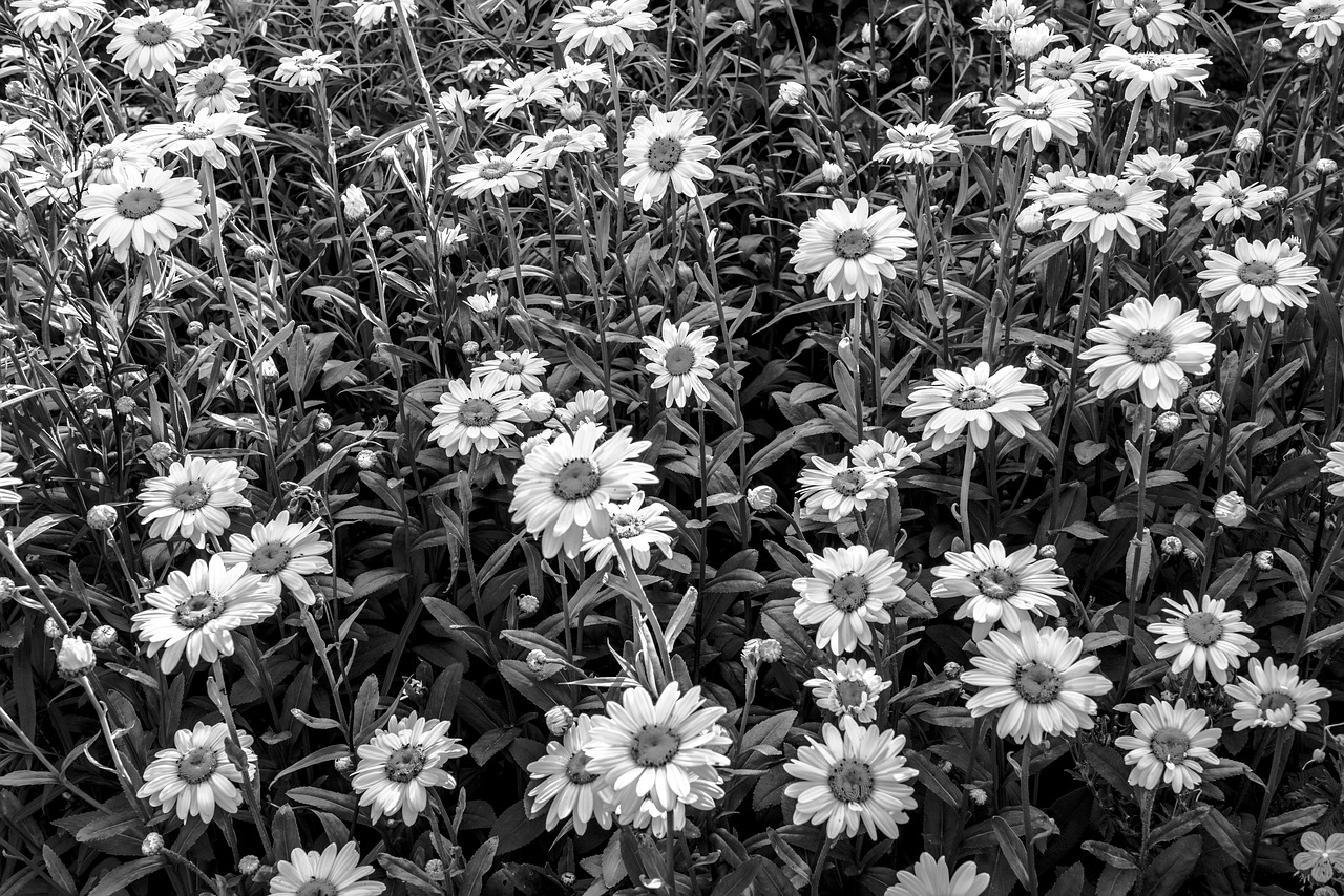 daisy daisies flower free photo