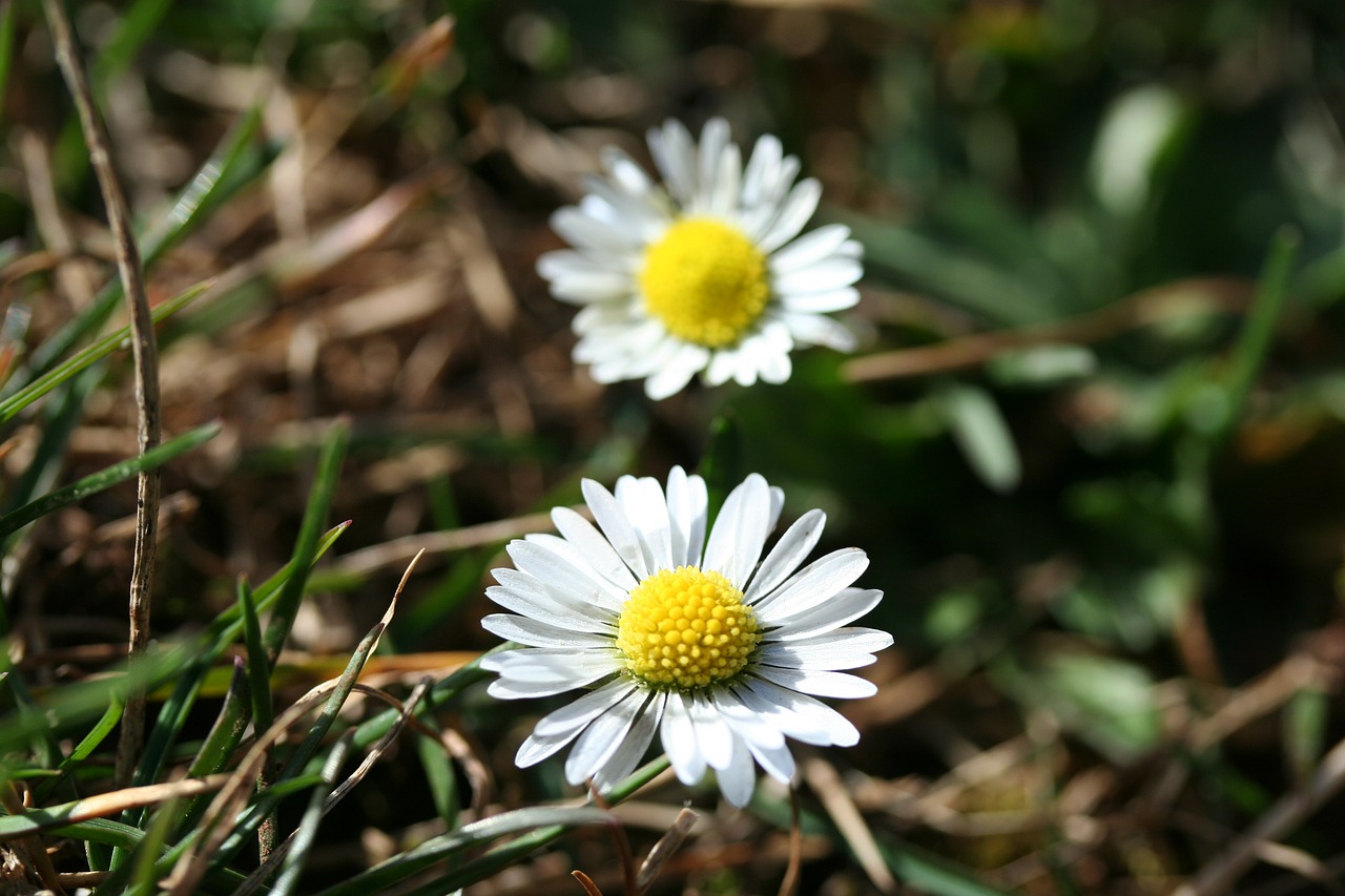 daisy flowers yellow free photo