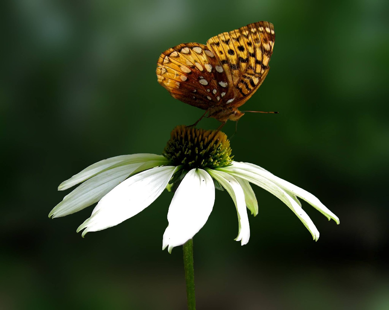 daisy butterfly flower free photo