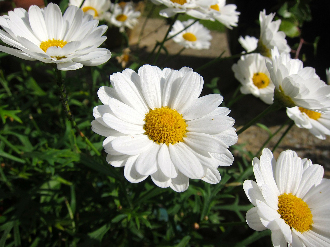 daisy flower bloom free photo