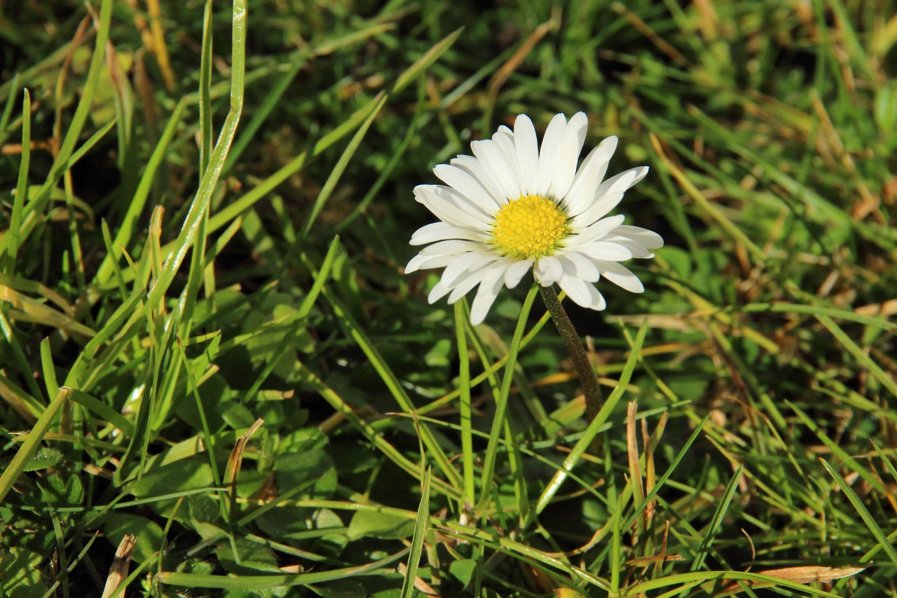 daisy meadow flower free photo