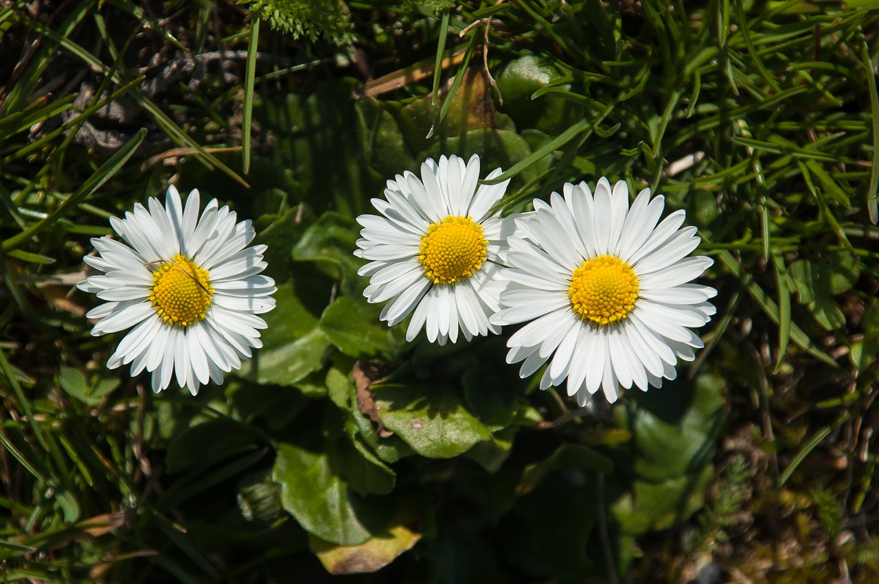daisy flowers flower free photo