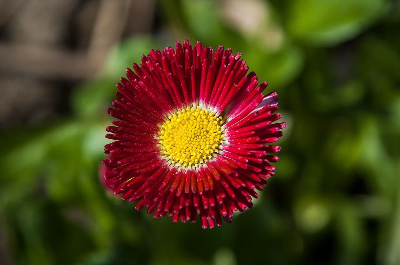 daisy red flower free photo