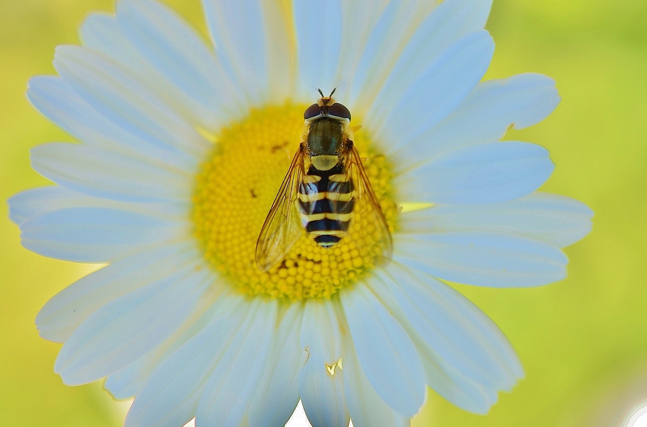 daisy wasp yellow free photo