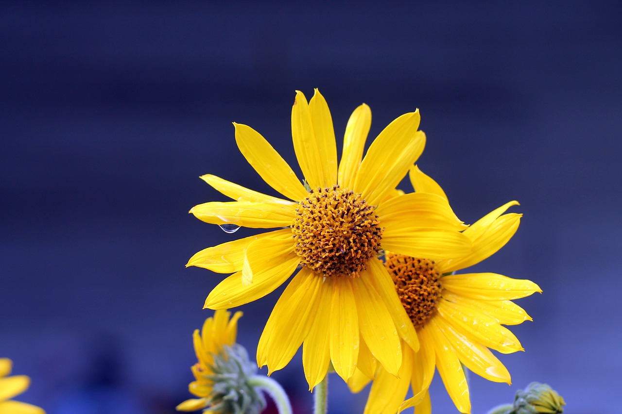 daisy floral blossom free photo