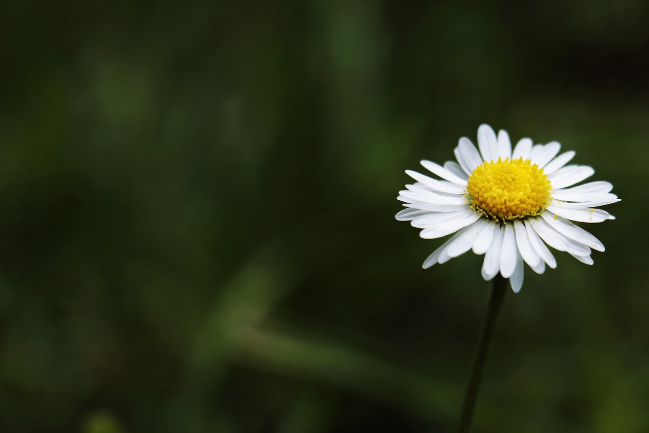 daisy tausendschön monatsroeserl free photo