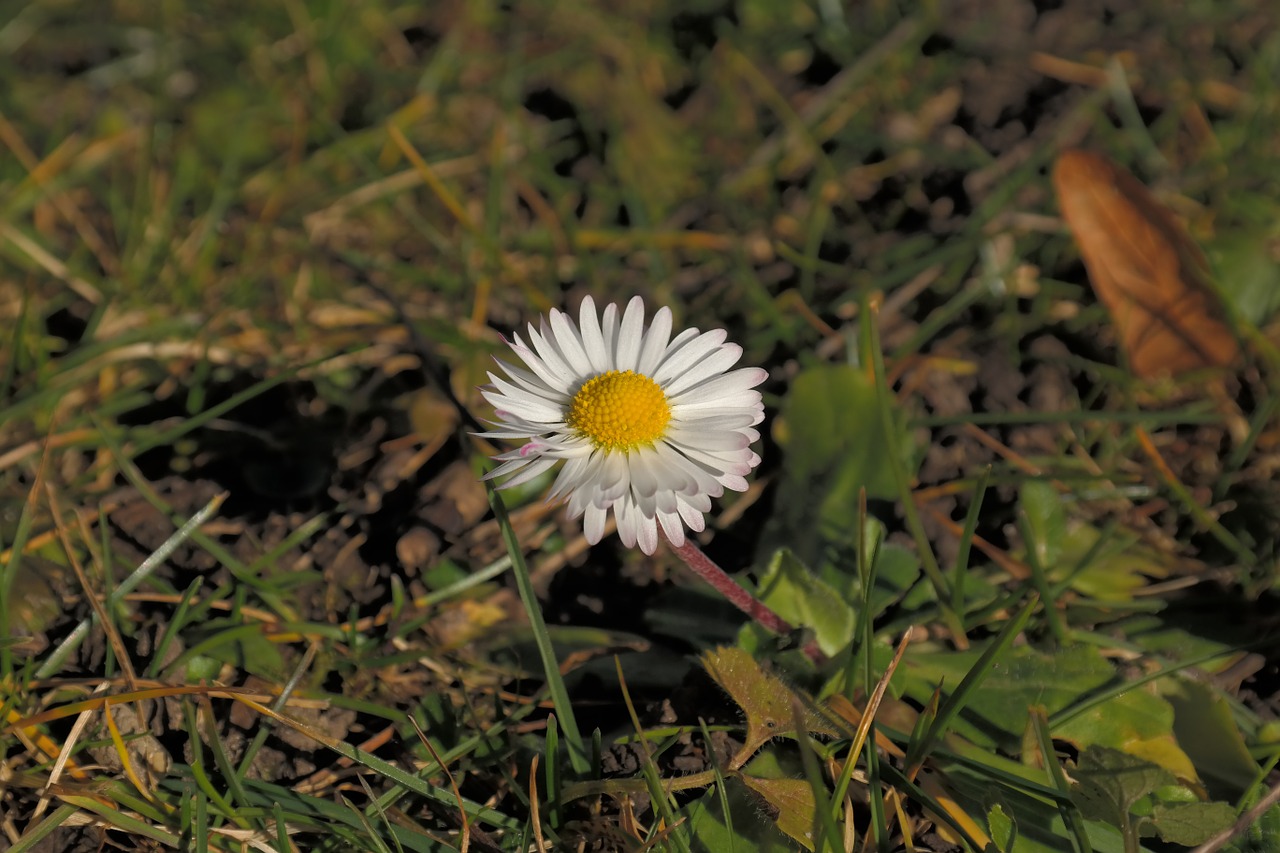 daisy flower plant free photo