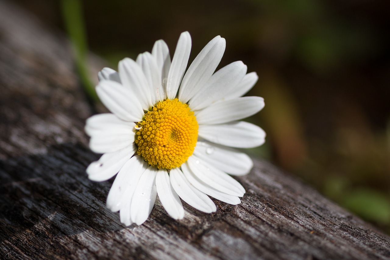 daisy summer wildflower free photo