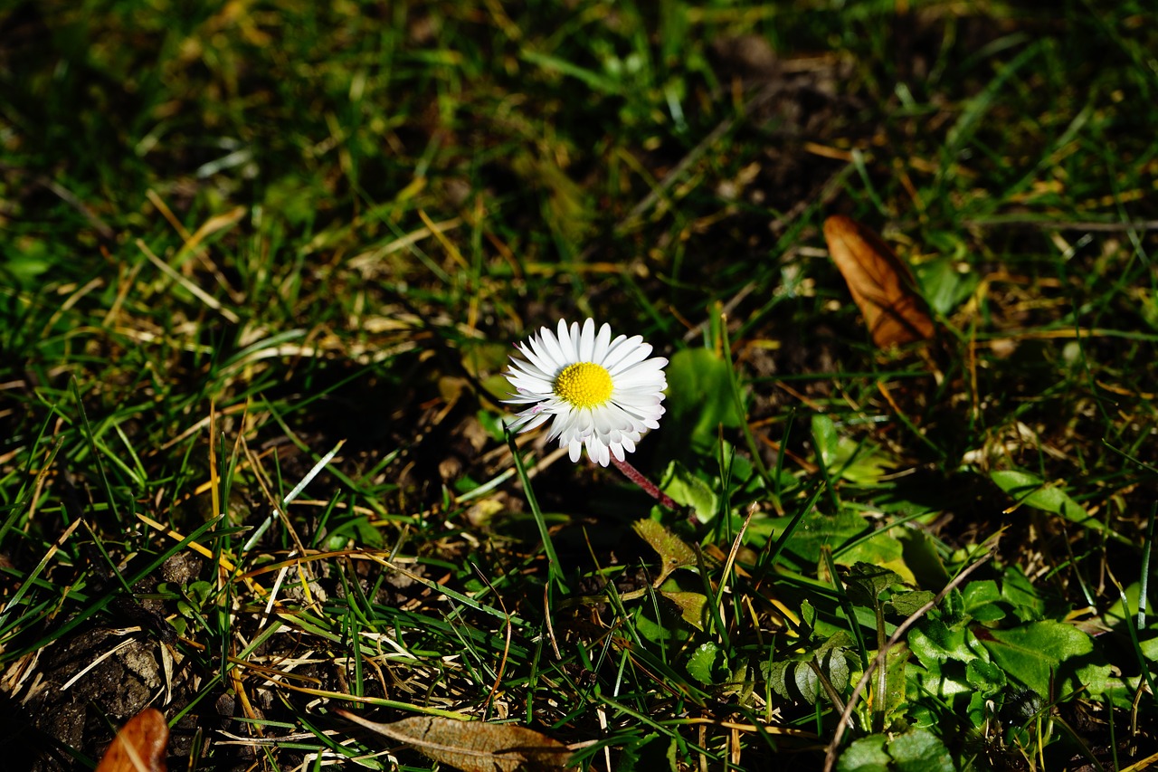 daisy blossom bloom free photo