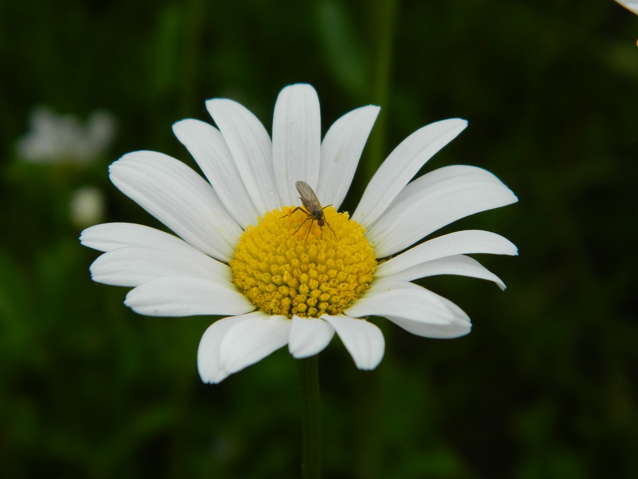 daisy blossom bloom free photo