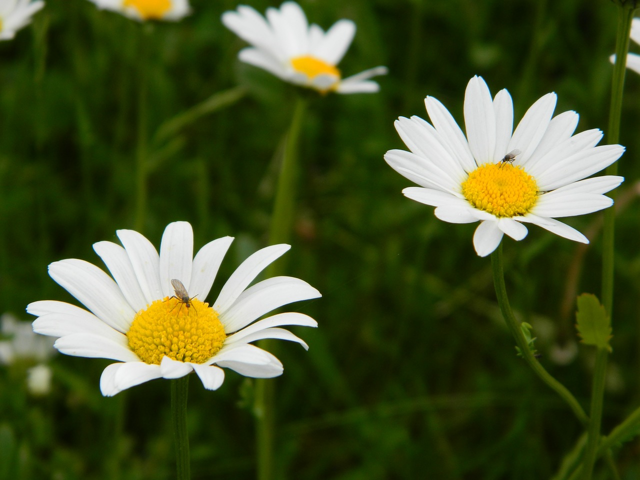 daisy blossom bloom free photo