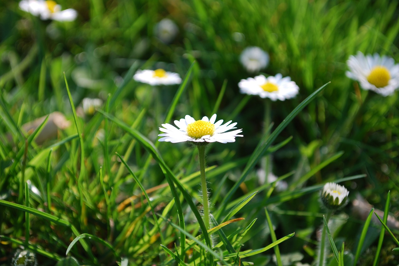 daisy rush meadow free photo