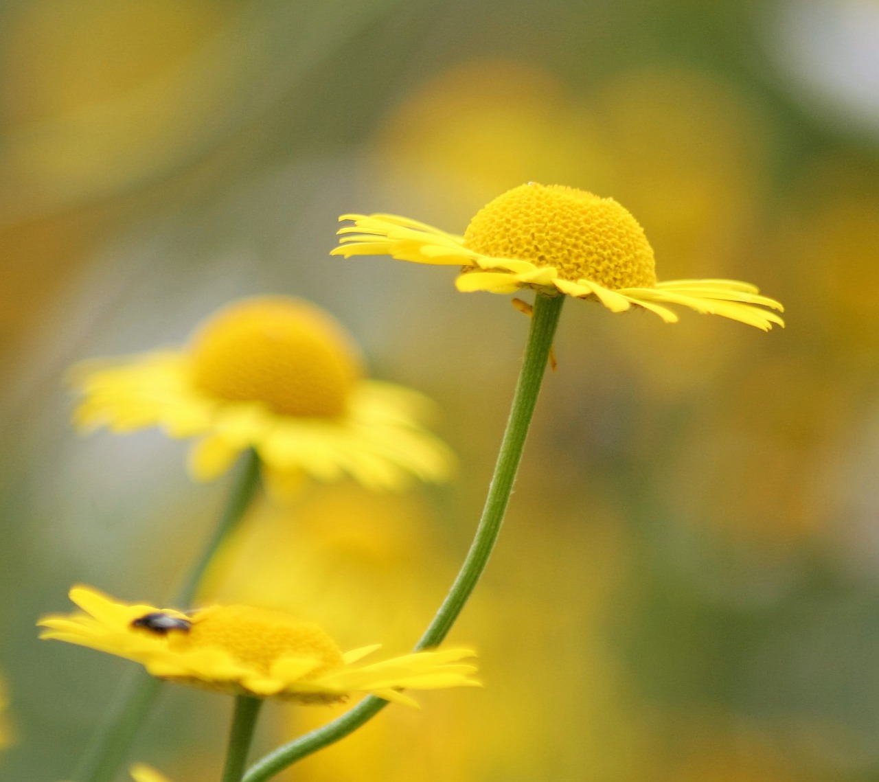daisy flower yellow free photo