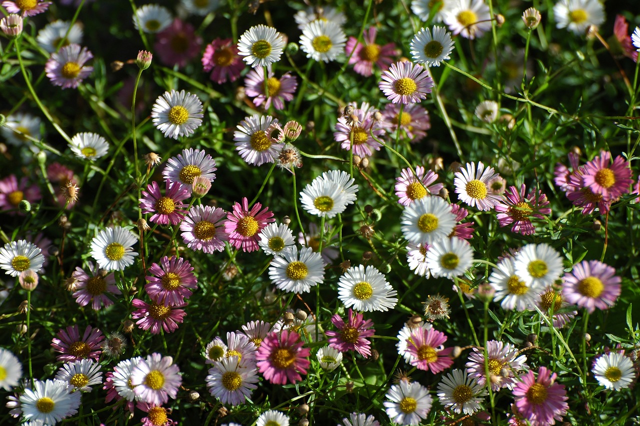 daisy summer garden free photo