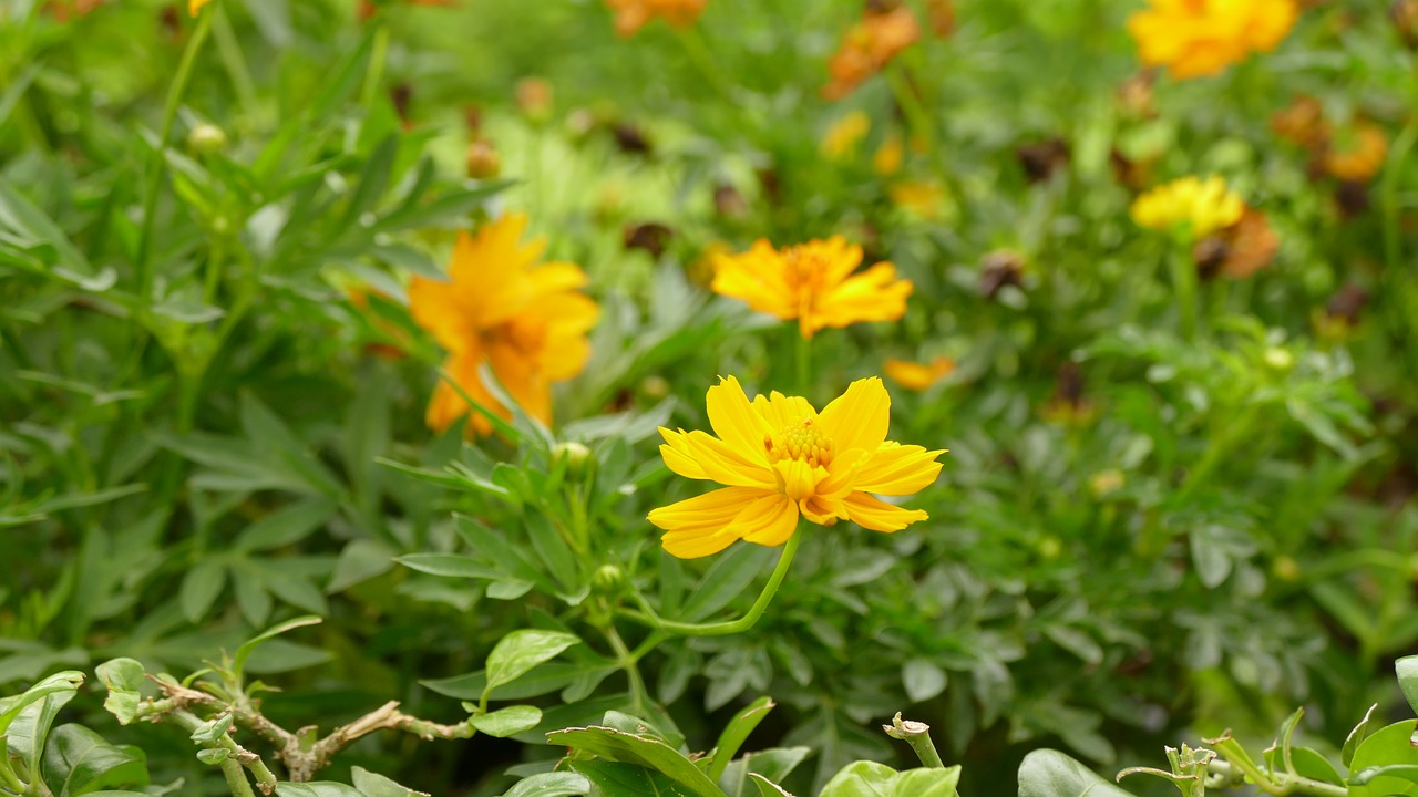 daisy flower việt nam free photo