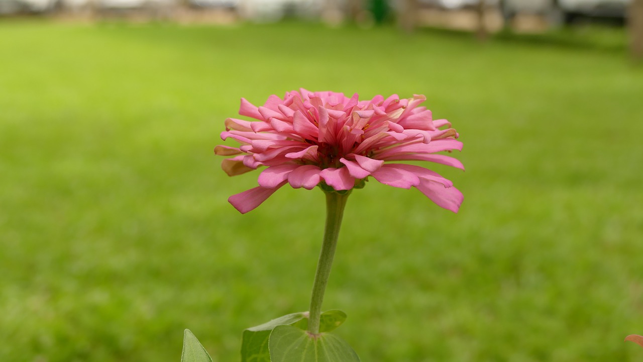 daisy flower việt nam free photo
