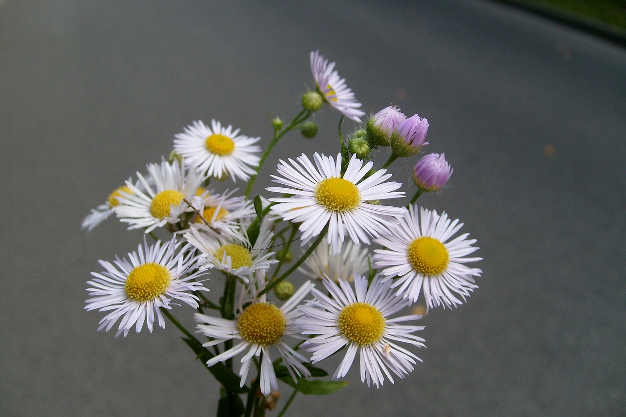 daisy flower small flowers free photo