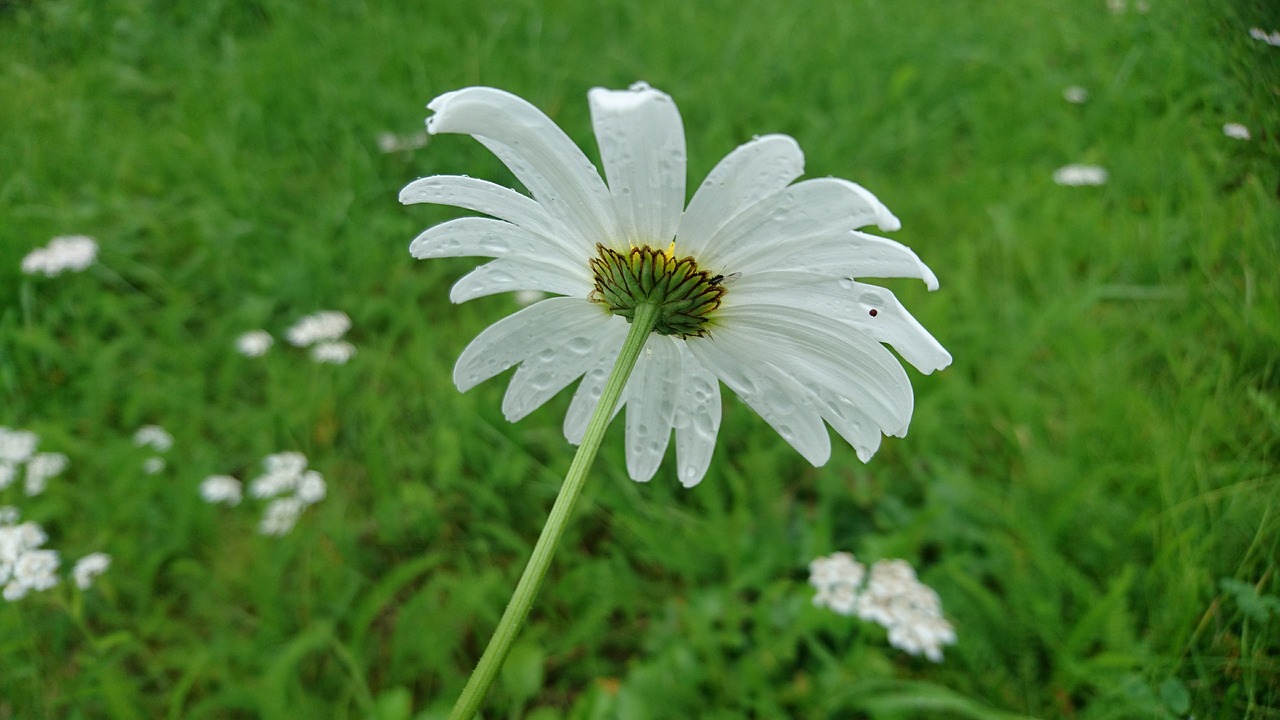 daisy flower wildflower free photo