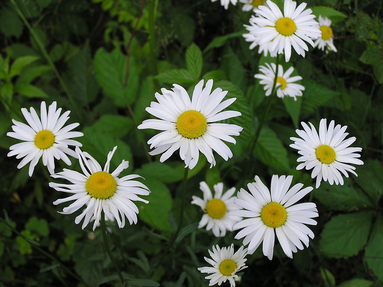 Download free photo of Daisy,flower,nature,summer,free pictures - from ...