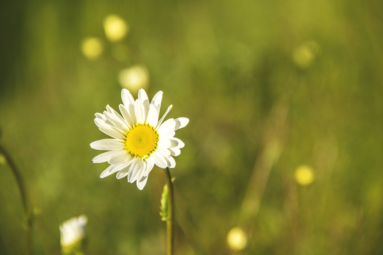 daisy flower meadow flower free photo