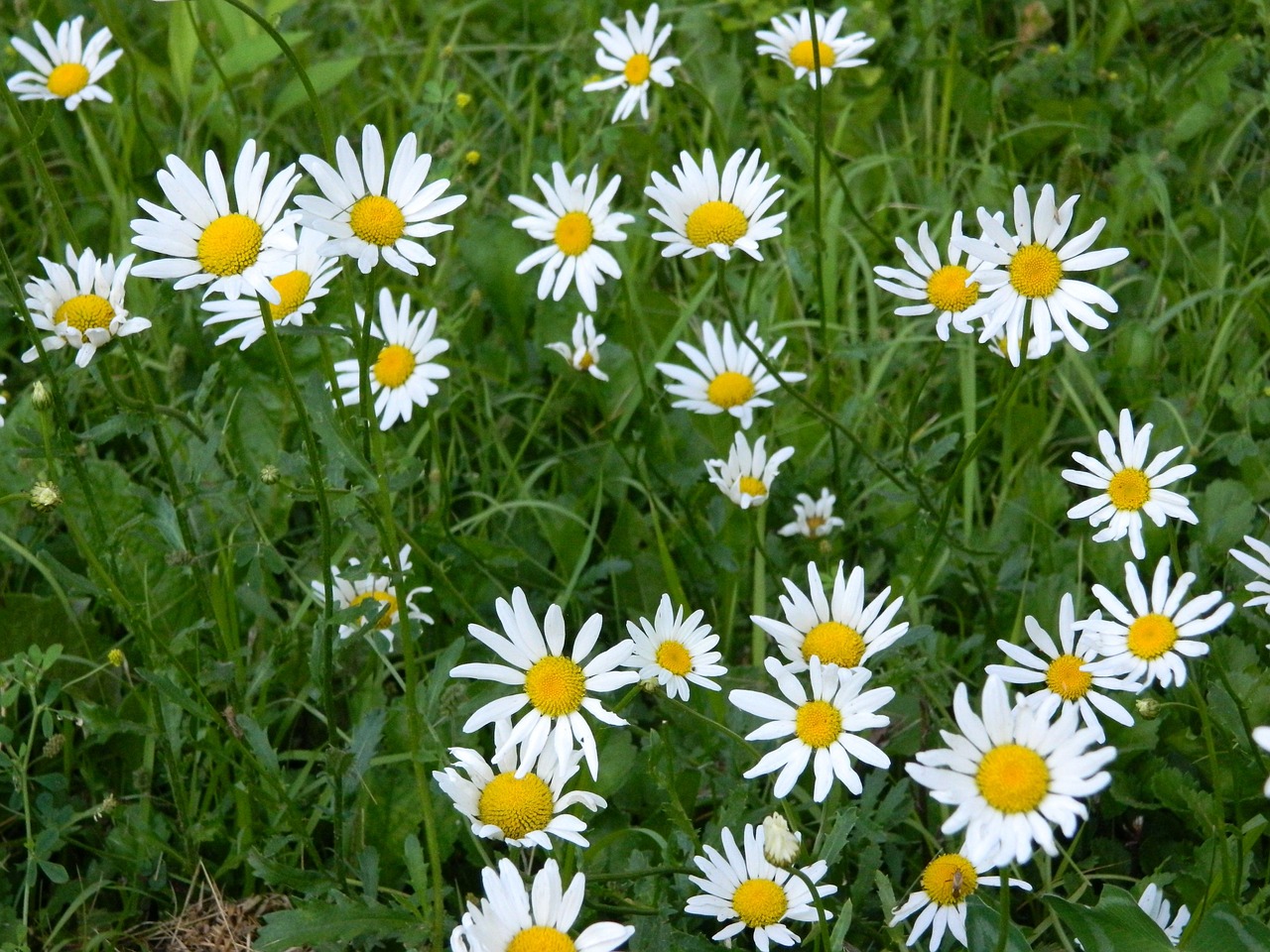 daisy daisies flower free photo