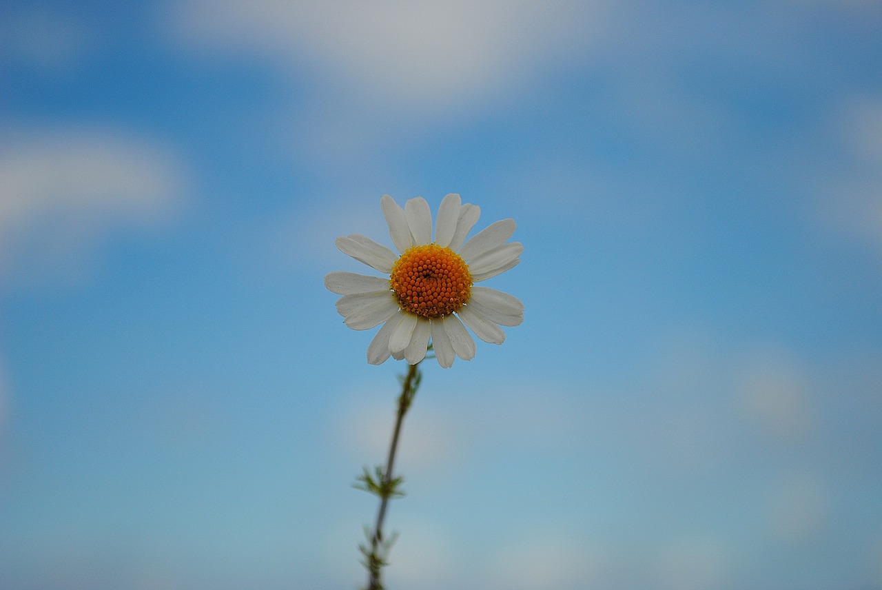 daisy sky blossom free photo