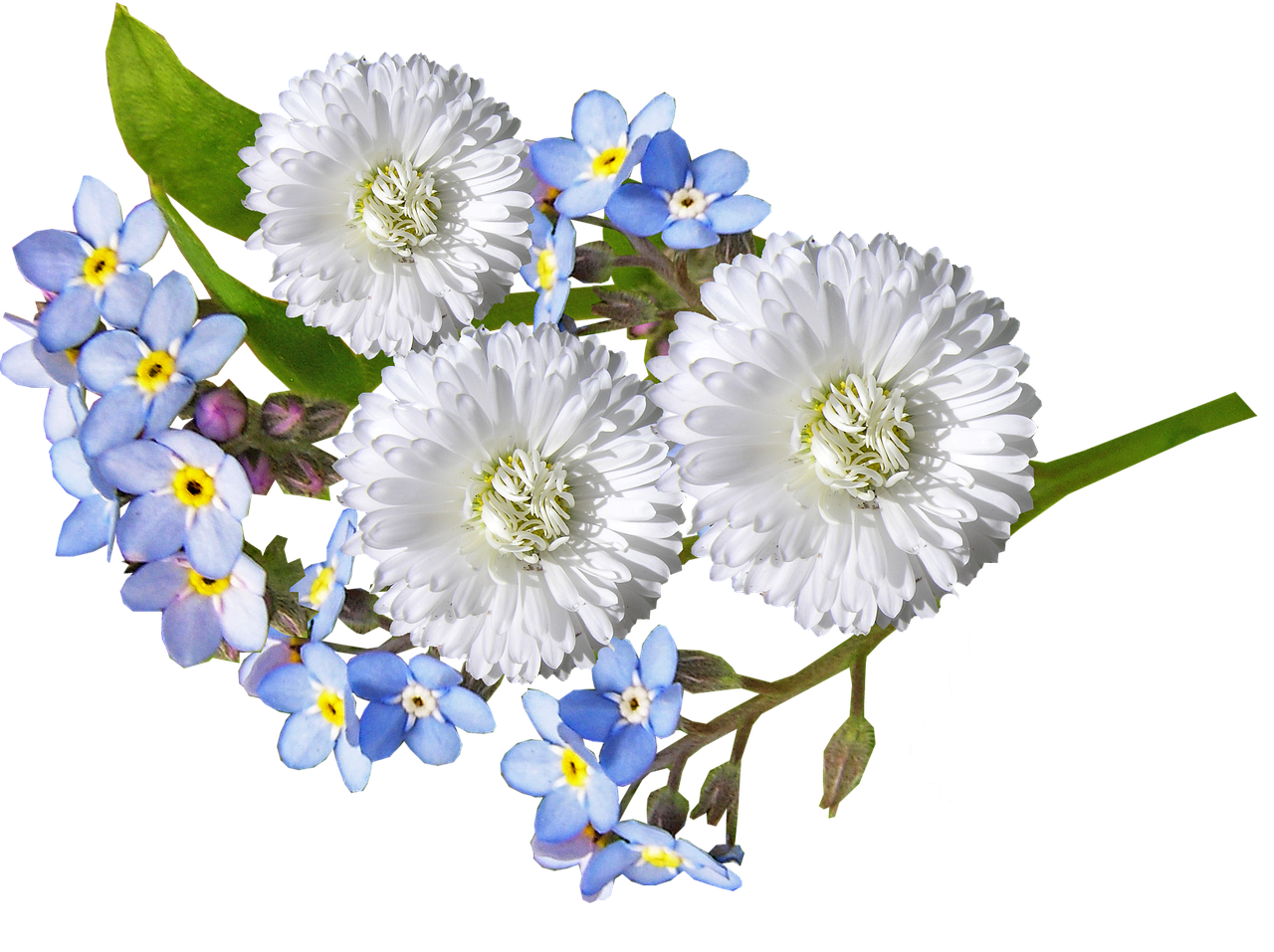 daisy white blue free photo