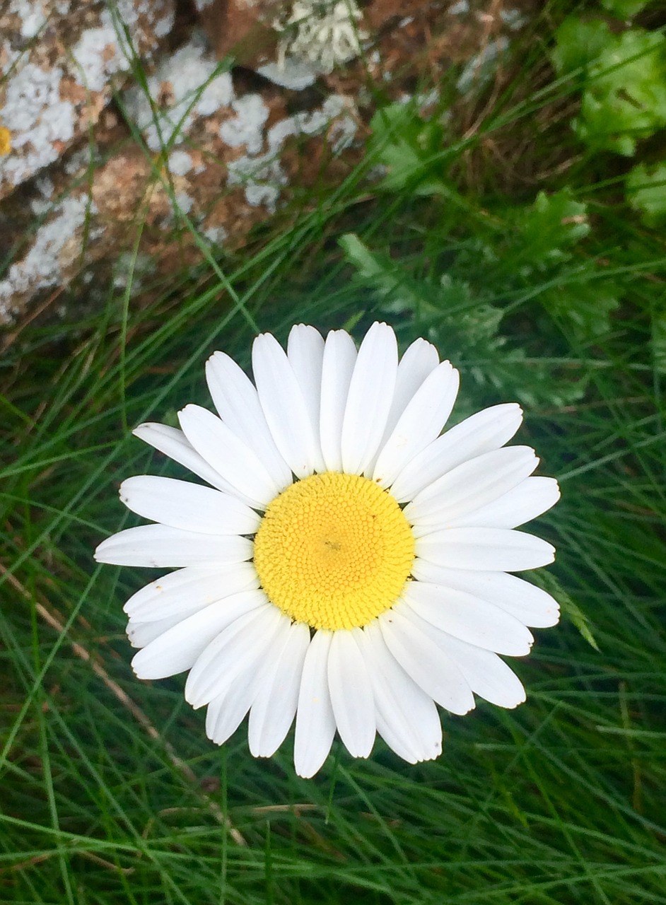 daisy nature summer free photo