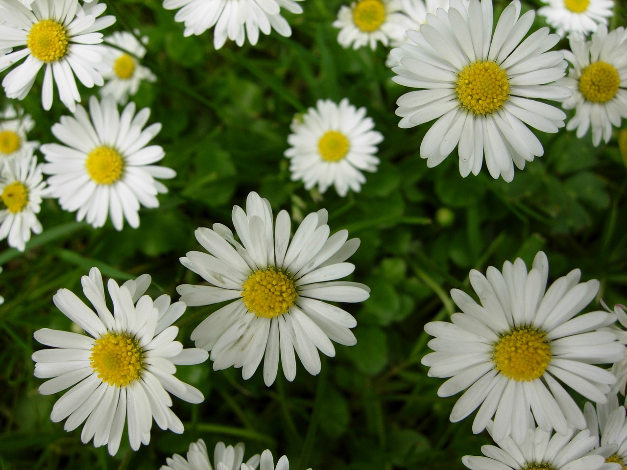 daisy flower england free photo