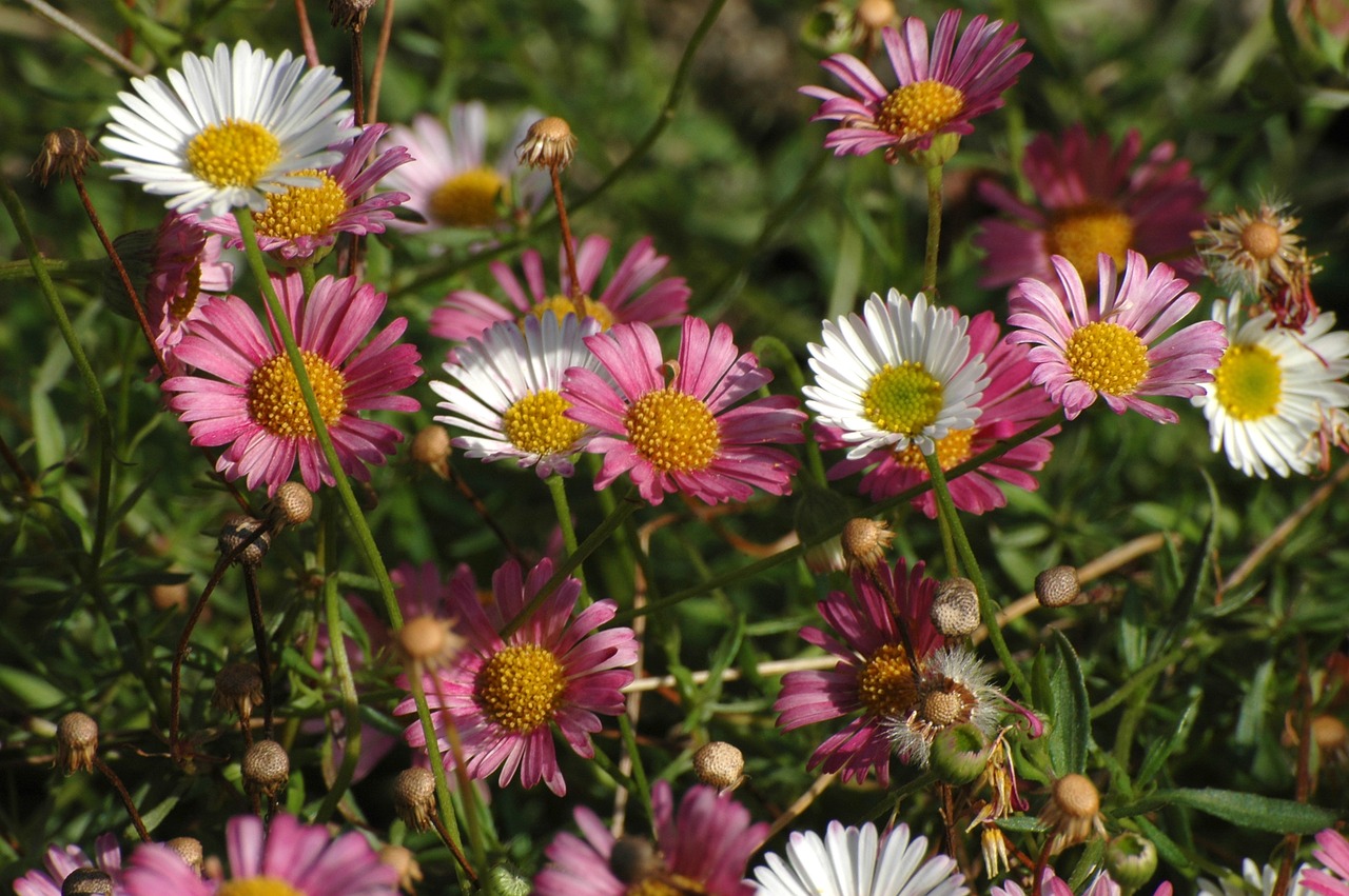 daisy garden meadow free photo