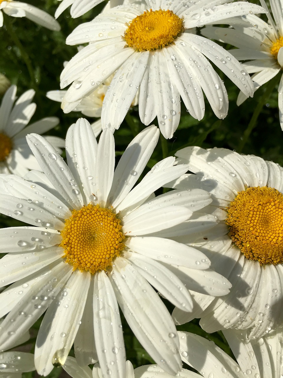 daisy yellow white free photo