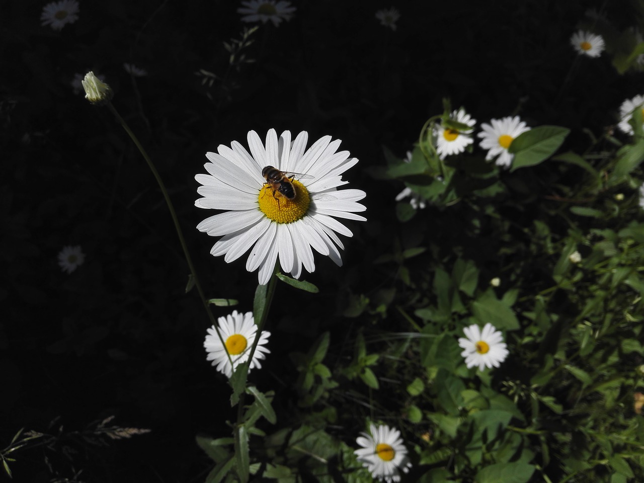 daisy nature bee free photo